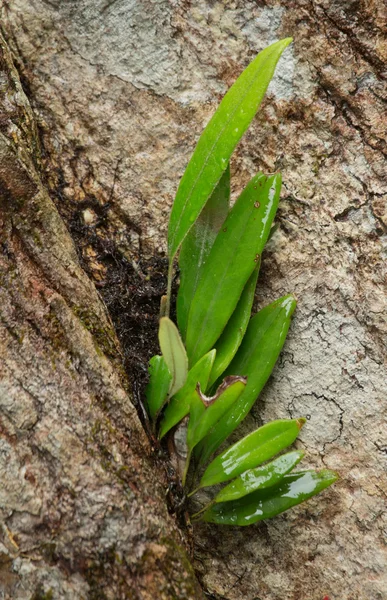 Hojas verdes húmedas — Foto de Stock