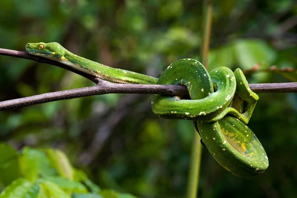 Python vert sur le brunch des arbres — Photo