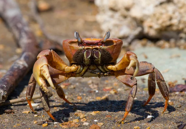 Land crab spread its claws — Stock Photo, Image