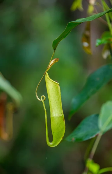 Seltsame grüne tropische Pflanze — Stockfoto