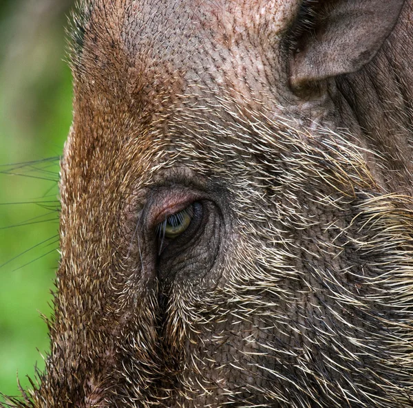 멧돼지의 근접 촬영 — 스톡 사진