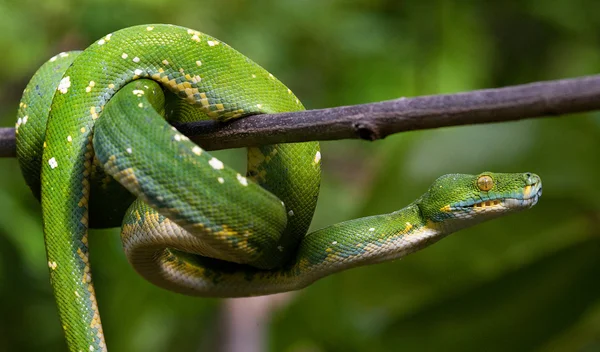 Groene python op boom brunch — Stockfoto