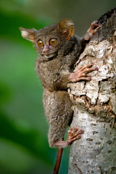 Wyrak upiór (widmo Tarsius) — Zdjęcie stockowe