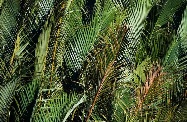 Green palm tree branches — Stock Photo, Image