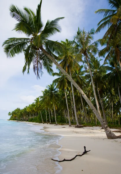 Palm trees on the background — Stock Photo, Image