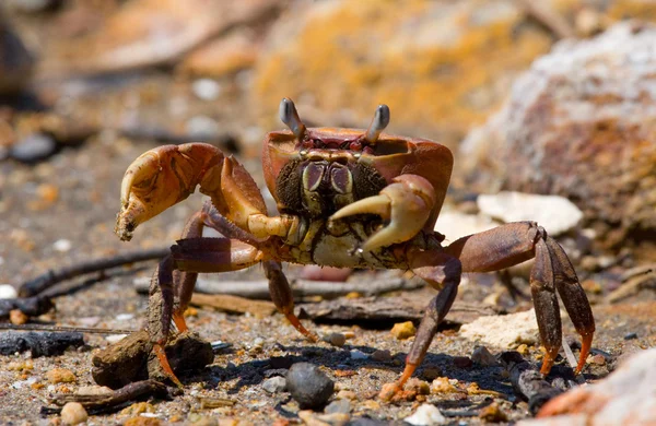 Caranguejo de terra espalhar suas garras — Fotografia de Stock