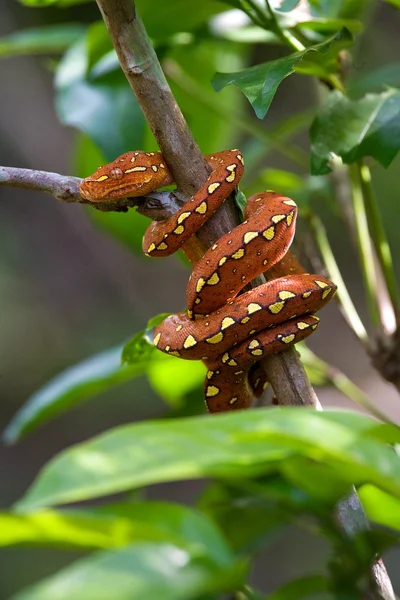 Brązowy python na drzewo brunch — Zdjęcie stockowe