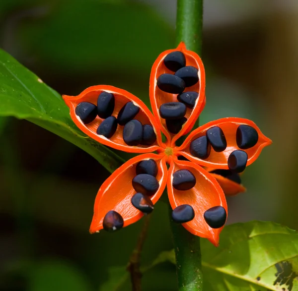 Sementes pretas em flor tropical vermelha — Fotografia de Stock