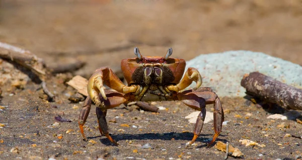 Mark krabba sprida klorna — Stockfoto