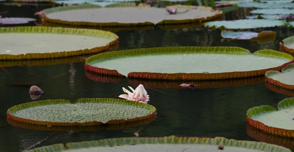 Hojas verdes grandes de loto — Foto de Stock