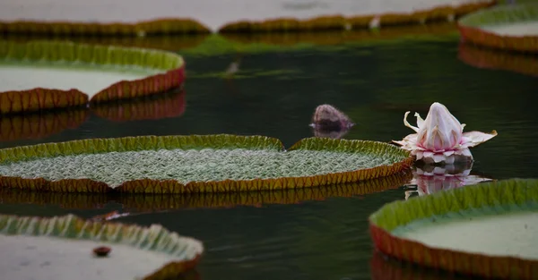 Große grüne Blätter des Lotus — Stockfoto