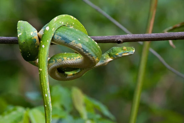 Pitón verde en el almuerzo del árbol — Foto de Stock