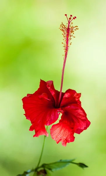 Hermosa flor tropical roja — Foto de Stock