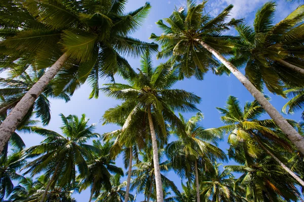 Palmen auf dem Hintergrund — Stockfoto