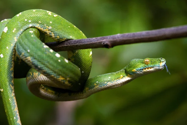 A fa brunch zöld python — Stock Fotó