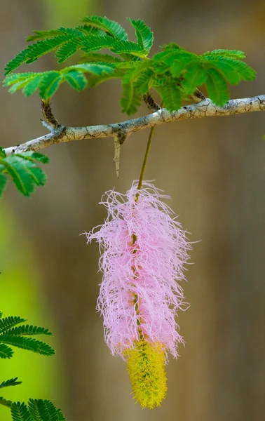 Pembe ve sarı çiçek — Stok fotoğraf