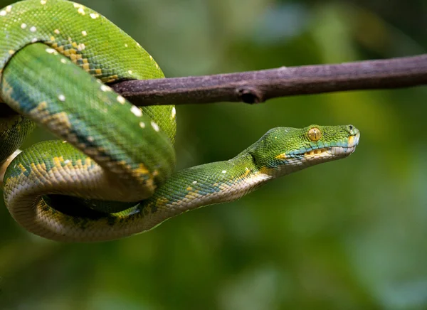 Green python on tree brunch — Stock Photo, Image