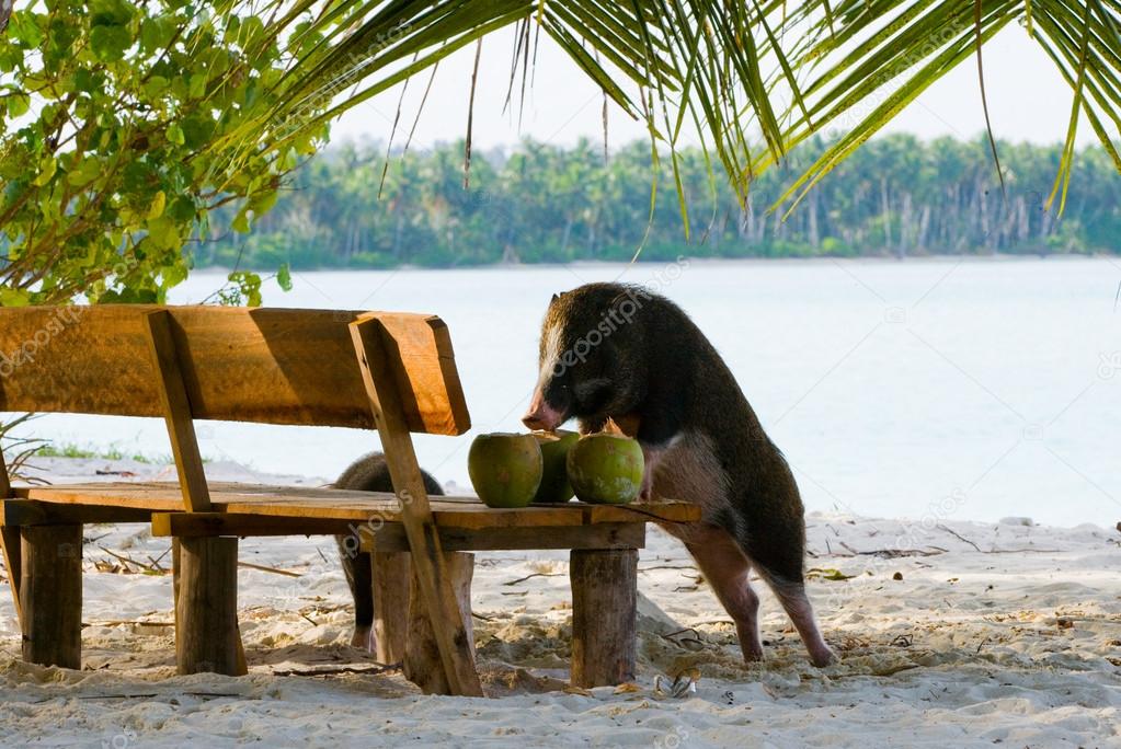Pig eating coconuts 