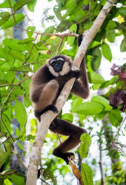 Ağaç üzerinde oturan Gibbon