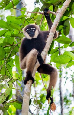 Gibbon sitting on the tree clipart