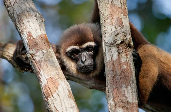 Gibbon zittend op de boom — Stockfoto