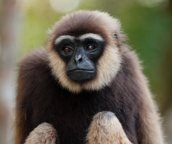 Retrato de Gibbon. Primer plano —  Fotos de Stock