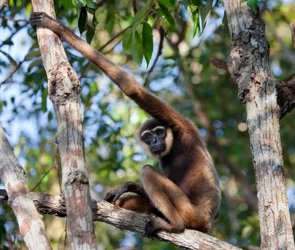 A fa ül Gibbon — Stock Fotó