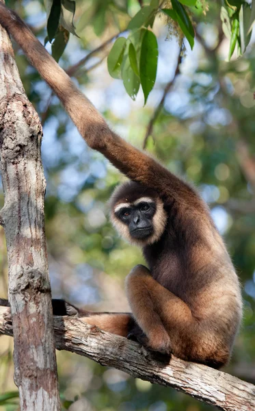 Gibbon sitter på trädet — Stockfoto