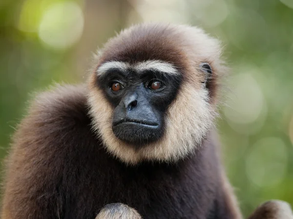 Retrato do Gibbon. Close-up — Fotografia de Stock