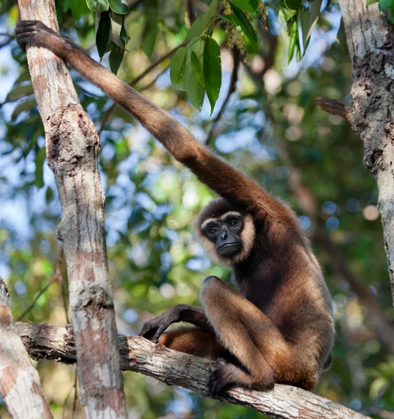 Gibbon sentado en el árbol —  Fotos de Stock