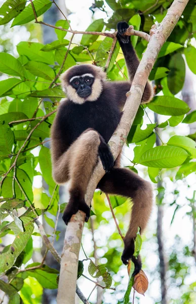 Gibbon zittend op de boom — Stockfoto