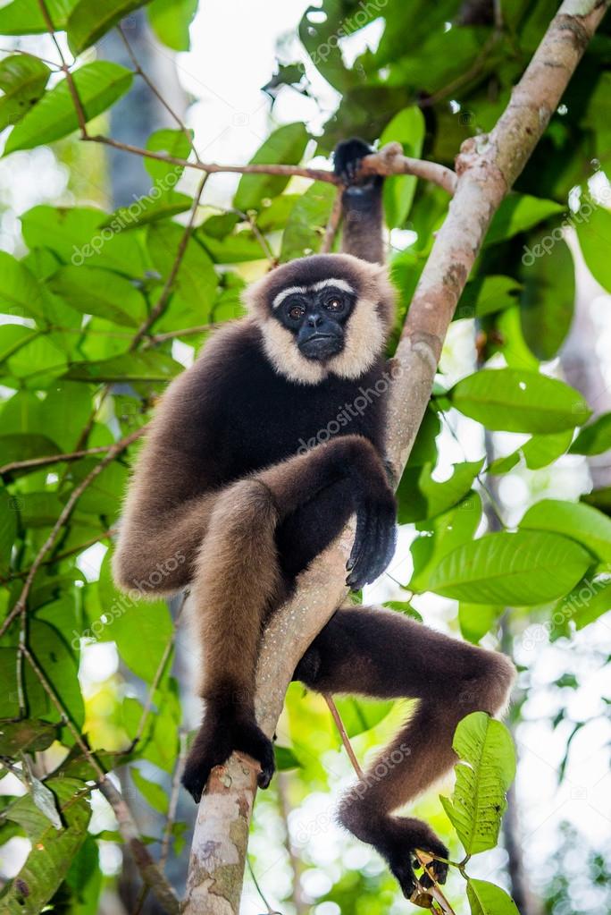 Gibbon sitting on the tree