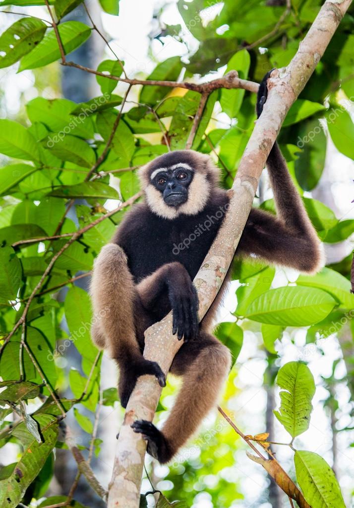 Gibbon sitting on the tree