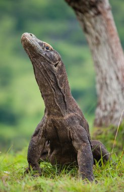 Komodo ejderhası (Varanus komodoensis)