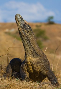 Komodo ejderhası (Varanus komodoensis)