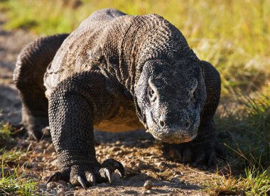Komodo ejderhası (Varanus komodoensis)