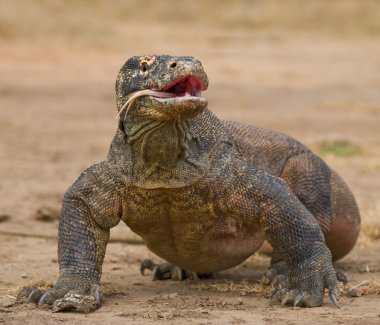 Komodo ejderhası (Varanus komodoensis)