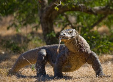 Komodo ejderhası (Varanus komodoensis)