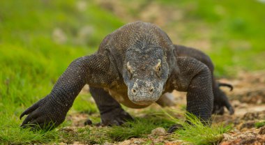 Komodo ejderhası (Varanus komodoensis)