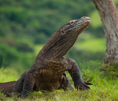 Komodo ejderhası (Varanus komodoensis)