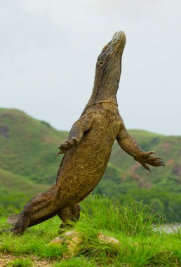 Komodo ejderhası (Varanus komodoensis)