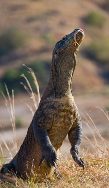 Komodo ejderhası (Varanus komodoensis)