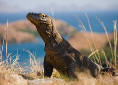 Komodo ejderhası (Varanus komodoensis)