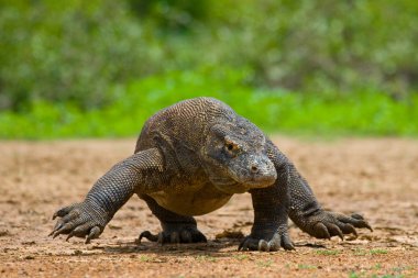 Komodo ejderhası (Varanus komodoensis)