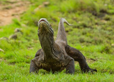 Komodo ejderhası (Varanus komodoensis)