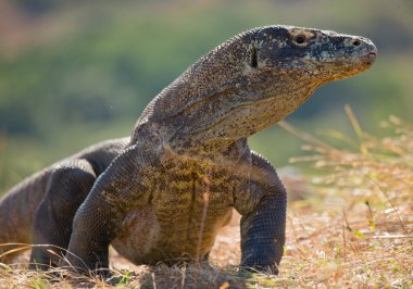 Komodo ejderhası (Varanus komodoensis)