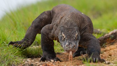Komodo ejderhası (Varanus komodoensis)