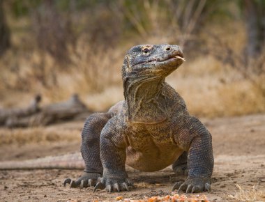 Komodo ejderhası (Varanus komodoensis)