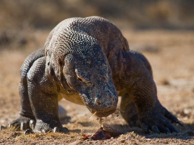 Komodo ejderhası (Varanus komodoensis)