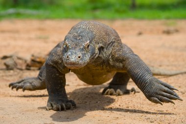Komodo ejderhası (Varanus komodoensis)